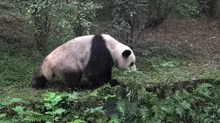 Giant Panda Breeding Center, Chengdu, China