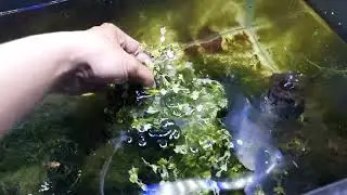 PENANGANAN AIR BERBUSA KARENA MACRO ALGA MATI