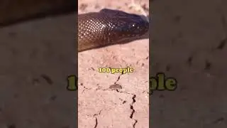 Top Most Dangerous Snakes You Should Aware#facts #animals #wildlife#viralvideo #fyp #animallife