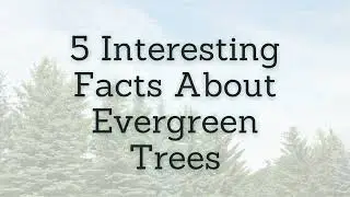 5 Interesting Facts About Evergreen Trees