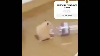 #hamster #water bottle #party #show your own video
