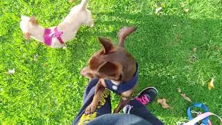 Sweating Off The Pounds With Chihuahuas | Ep 9 | Chewby & Snow White