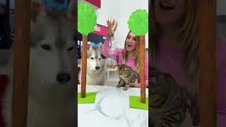 Come CREARE un GIOCO per ANIMALI fatto in CASA 🐶☄️🙀 #dog #dogs #cat #cats #gioco
