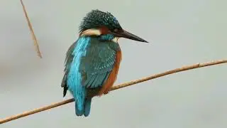 Fishers at RSPB Burton Mere Wetlands