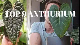 9 OF MY FAVOURITE ANTHURIUM - beautiful velvet, bullate and pendant leaves!