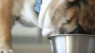 How Much Does an English Bulldog Eat? : Dog Behavior & Health
