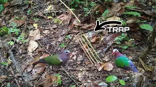 HOW TO CATCH EMERALD DOVE || BIRD TRAP USING A LEG SNARE PLATFORM TRAP THE BEST TRAP THAT WORKS 100%
