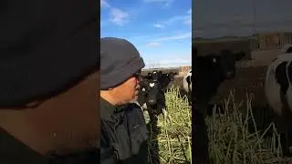 Farm walk at our Kale Paddock | Dairy Farm Job in New Zealand | Vino In NZ