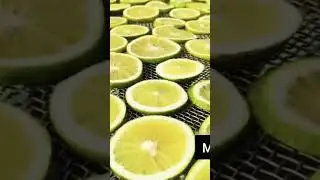 Processing of lemon Fruit, Value addition, By ptoduct lemon powder, Solar dryer #farming