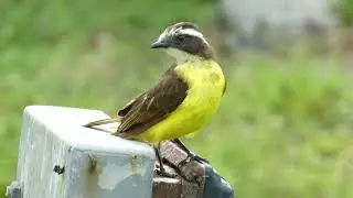 Rusty-Margined Flycatcher (Myiozetetes cayanensis cayanensis) hunting, French Guiana