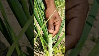 Most Farmers Ignore This Onion Growing Secret