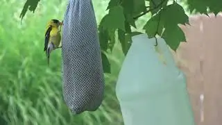 Goldfinches at Feeder (Sock Filled with Nyjer Thistle Seed)