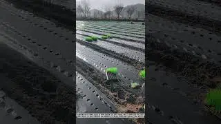 Planting Technique Innovation for High-Quality Leek Cultivation #farming #satisfying