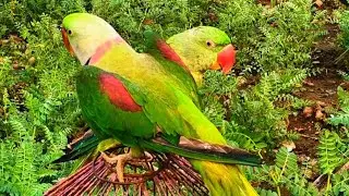 Parrot sound | Talking parrot | Parrot video | #usatalkparrot#parrottalking 