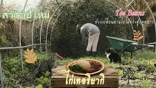 EP1: ชีวิตชนบทโปรตุเกส จัดระเบียบฟาร์มหน้าหนาว ปลูกผักทนหนาว สวัสดีปีใหม่ 2026
