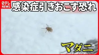 【気になる！】死に至るケースも  身近に潜む…怖い「マダニ」  かまれないための対策は？