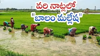 వ్యవసాయ పనులు పల్లె కళకు వేదికవుతాయి || కూలీలు దొరికితే నాట్లు ఇంత అందంగా సాగుతాయి || #Saagubadi