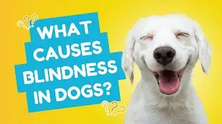 What Causes Blindness in Dogs? | Ask a Vet