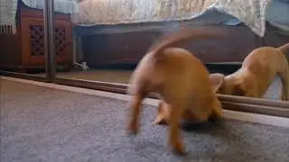 Dogs these days #shorts video by Magda Ehlers