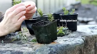 Infinite Herbs (or propagation made simple)