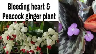 Bleeding heart flower& peacock ginger/ब्लीडिंग हार्ट और पिकॉक जिंजर
