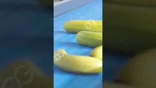 Automatic Banana Chips Production Line
