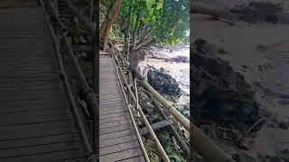 Monkey trail, Aonang, Krabi, Thailand