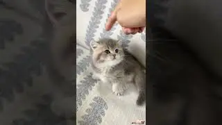 DAILY INTERNET CATS   DAY 96
