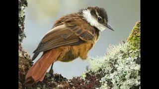 Streaked Tuftedcheek - Pseudocolaptes boissoneautii