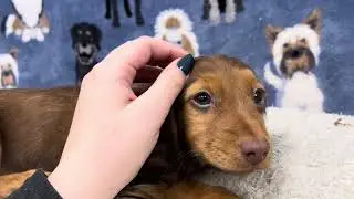 Duchess Mini Dachshund Clip