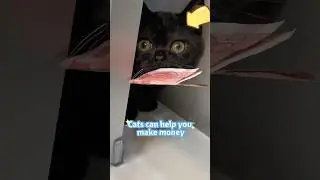 Cats can help you make money #cat #pets #shorts