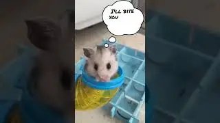 Cute HAMSTER! Subscribe to see Hamster story&rsquo;s #short #shorts #cute #funnyvideo #funnyanimals