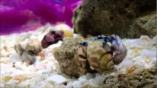 Blue Legged Saltwater Hermit Crab Shell Fight and Change