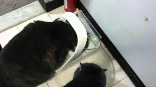 SureFeed RFID Pet Feeder