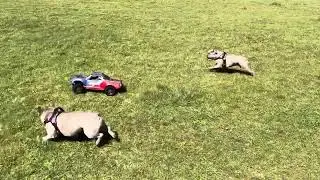 Dogs chasing Rc car