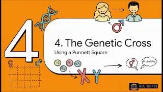 Genetic Crosses: Inheritance of Sex | Grade 12 Life Sciences CAPS