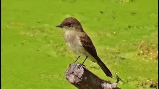 Eastern Phoebe 2