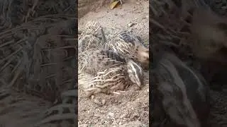 quails birds @quailSound123 @Worldofbirds321 #quails #birds #petslover #petsvlog #birdslover