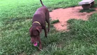 Ralph the labmaraner alone at the park