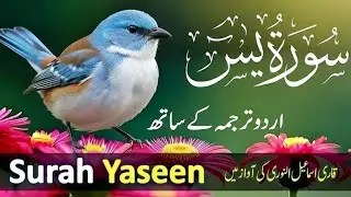 Surah Yaseen with Urdu Translation by Qari Ismail Al Nouri |Tilawat | Urdu & Hindi Tarjuma | Epi 130