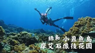 【綠島潛水 小丑島、摩艾石像、後花園】超罕見蘇眉魚現身！搭配夢幻軟珊瑚花園。SCUBA Diving Trip: Shilang, Green Island, Taiwan.
