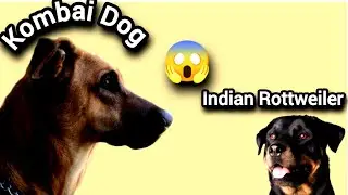 Indian Rottweiler | Kombai Dog | Amazing Facts in Hindi |