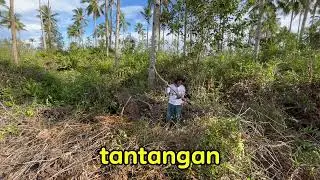 TANTANGAN DI KEBUN, SEMAK BERDURI