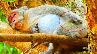 Hurt Belly With Sleeping! Jane Money Hard Can't Stand Cos Baby Monkey Pregnancy In Belly.
