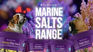 What do you feed your reef with? | Aquaforest Salts