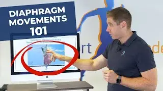 Diaphragm And Pelvic Floor Movements 101 & Their Unique Relationship To The Other Core Muscles