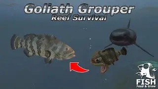Grouper Survival in the Reef - Feed and Grow Fish - Ep95