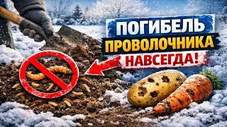 Хватит кормить проволочника! Сделайте ЭТО с почвой зимой, и он исчезнет навсегда.