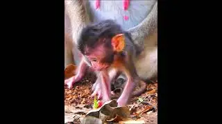 Super cute moments of baby monkey #animallife #babymonkeys #monkeysr