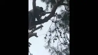 Kiki gomez removing big broken branch in Phoenix a